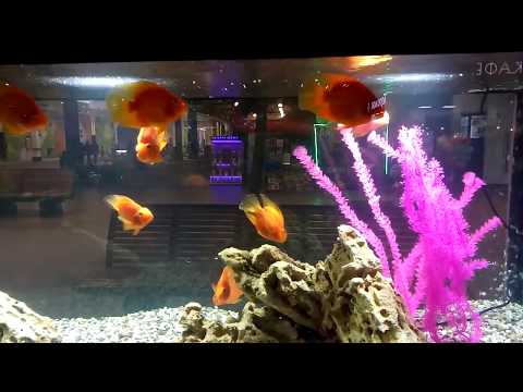 Neffos X1 Lite test video