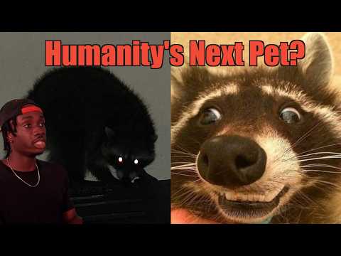 How Raccoons (Almost) Got Away With It