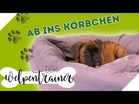 Off to the basket: Finding your place on command | The puppy trainer | sixx