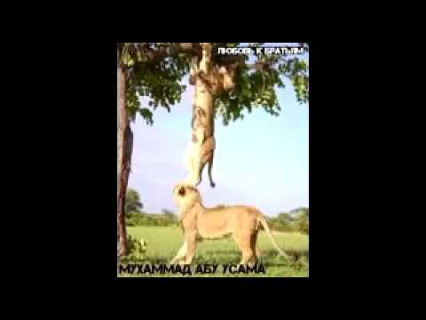 Мухаммад Абу Усама лекции