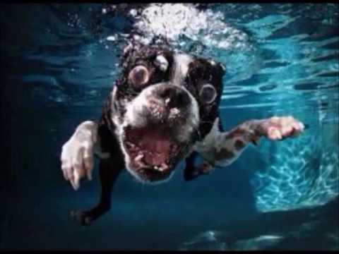 the story of a faithful friend