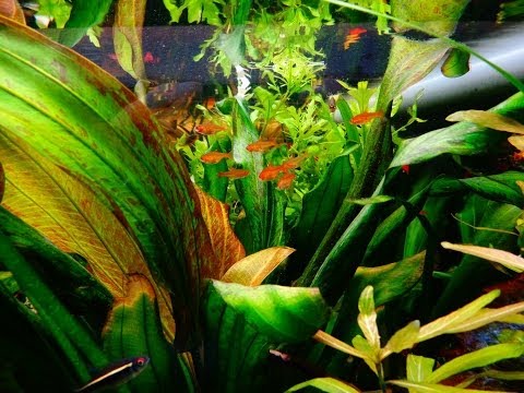 comment installer aquarium eau douce