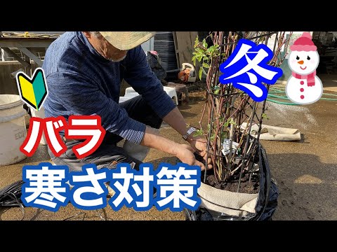 冬に向けてバラの茂みを覆う方法