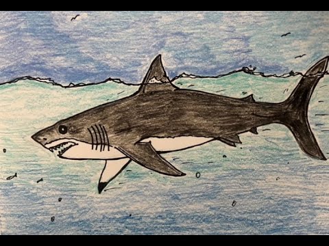 How to Draw a Great White Shark Step by Step