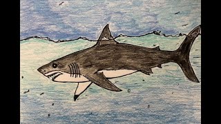 How to Draw a Great White Shark Step by Step