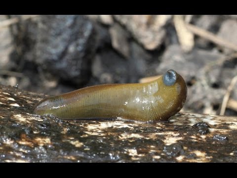 I migliori iniezioni di acido ialuronico per giunti Infezione nelle articolazioni delle ghiandole