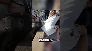 These People Disrespected These Animals And Paid For It