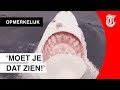 Bijzondere beelden van witte haai: 'Is dit normaal?'