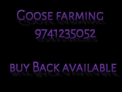 Multicolor gunia fowl momth old chicks