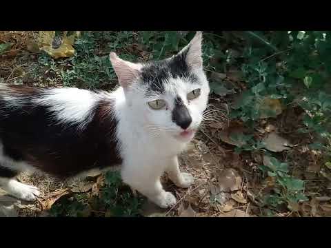 The lovely three cats and wonderful so sweet of face and cats so happy