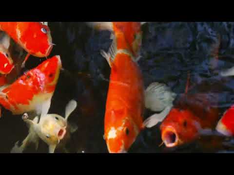 4K Video - Beautiful Relax Music Sleep with Japanese Koi Carp Fish