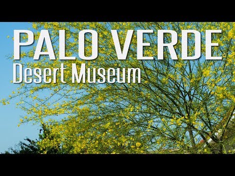 Desert Museum Palo Verde is a MUST HAVE (Cercidium 'Desert Museum')