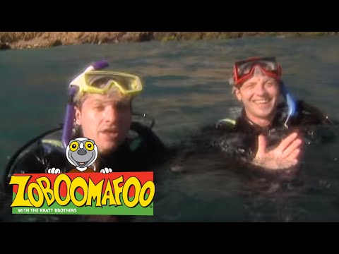 Zoboomafoo 106 - Swimming (Full Episode)