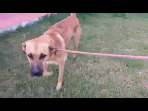 ASSIS - AZEVET - 19102016