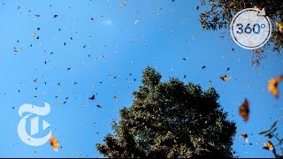 Basking in Butterflies | The Daily 360 | The New York Times