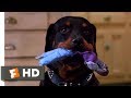 The People Under the Stairs (1991) - A Dog and a Roach Scene (5/10) | Movieclips