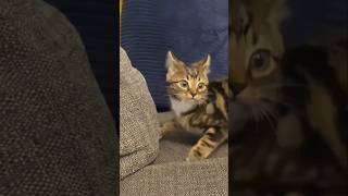 #cat #cute #catvideo #cutecat #funnyvideo #studywithmeandmycat #funny