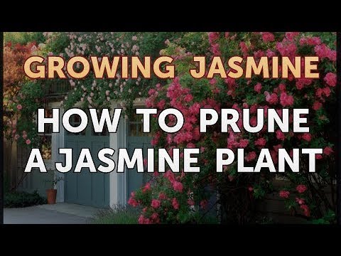 How to Prune a Jasmine Plant