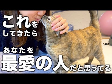猫の散歩をしてもいいですか?