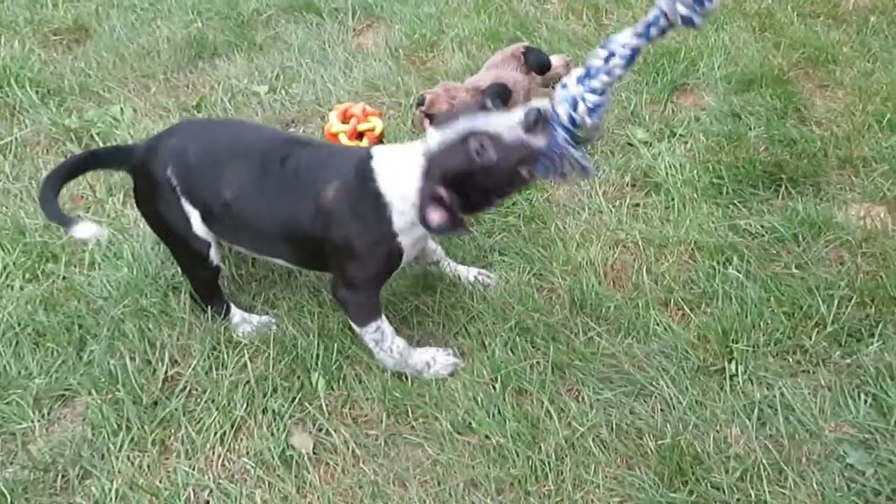 Enlarge Margo, a Adoptable mixed breed in Crown Point, IN video 2/4