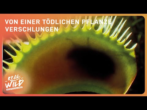 Die gefährlichsten Pflanzen der Welt | Doku