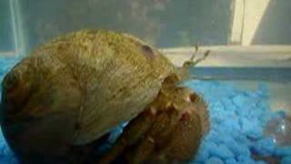 preview picture of video 'Large Marine Hermit crab from Staten Island (Pagurus Pollicaris)'