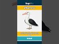 albatross - a very large sea bird with... video thumbnail