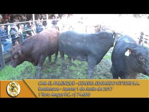 01-06-17 Venta de Toros Angus P.C. - Cab. El Palenque - Bordenave.