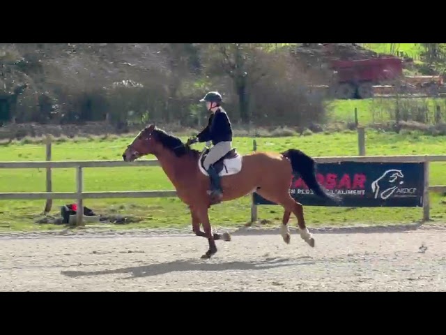 Cheval Selle Francais 