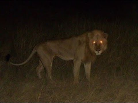 Top 10 ANIMALS WITH GLOWING EYES AT NIGHT