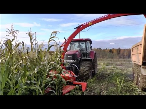 Harvesting of corn for silage 2015. Case IH Puma 210 and mounted corn harvester Kuhn MC180 Quattro.