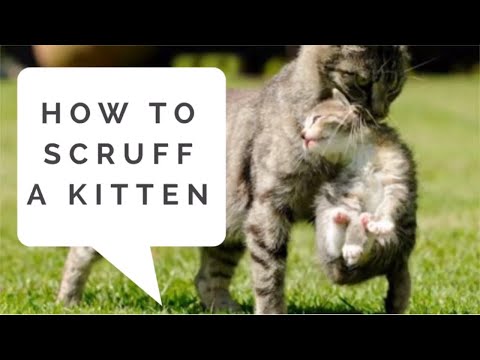 How To Scruff a Kitten