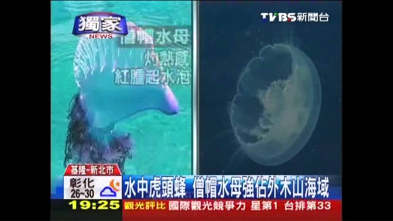 〈獨家〉水中虎頭蜂 僧帽水母強佔外木山海域