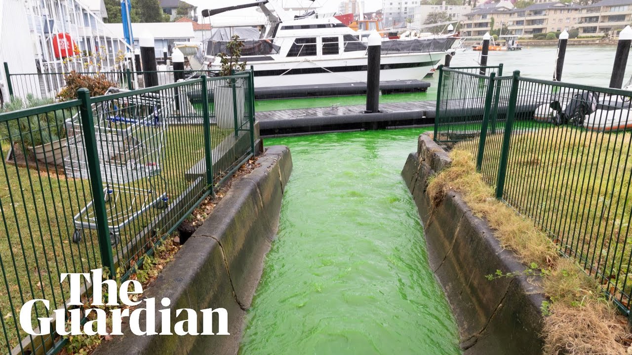 Sydney Harbour water still bright green day after dye leak