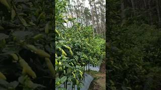 Download lagu Tiada hari tanpa hujan di kalimantan selatan saat ini #garden #caberawit mp3