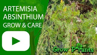 Artemisia absinthium - grow & care (Common wormwood )