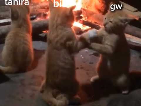 Tahira selalu diam😭😭💐