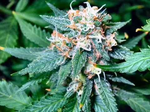 Sir Troyan feat. Wesoly Kaleka - Swieze Szczyty