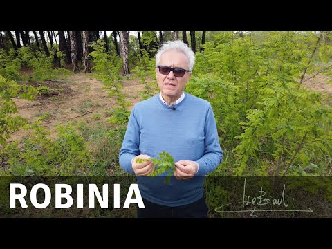 Robinia, la pianta per il reflusso gastroesofageo