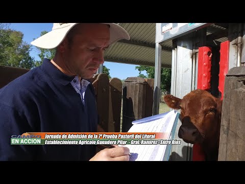 Admisión de los reproductores 7º Prueba Pastoril Angus Litoral - Eduardo Buccari