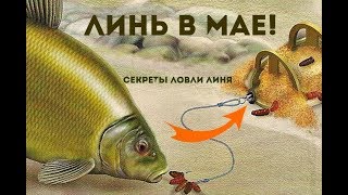 На что ловля линя в мае
