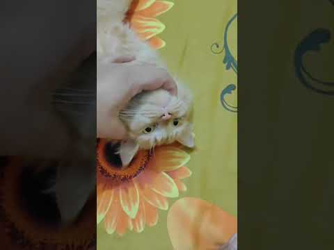 My Lovely Cat Manik #cat #catlovers