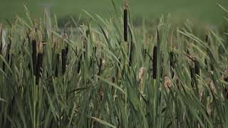 tall trees in georgia