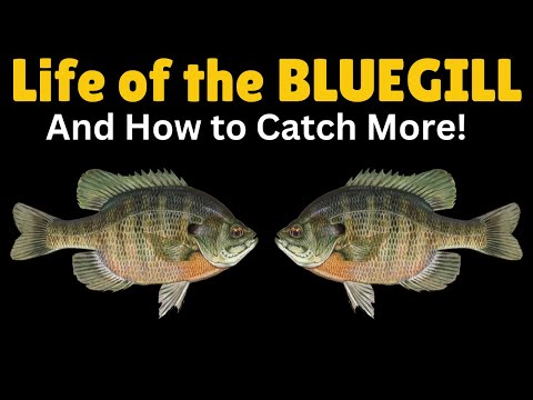 Life of the Bluegill & How to Catch More!