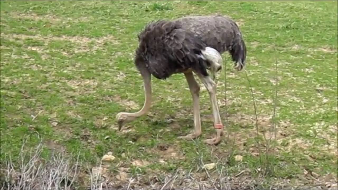 Video for Kids - Animals - Ostrich