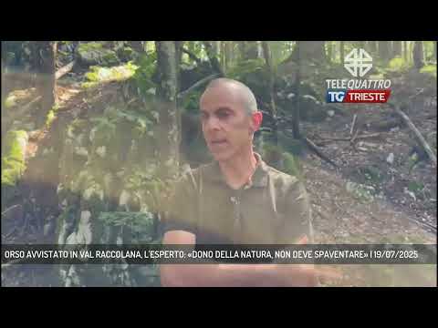 BEAR SPOTTED IN VAL RACCOLANA, EXPERT: "A GIFT OF NATURE, IT SHOULD NOT SCARE YOU" | July 19, 2025