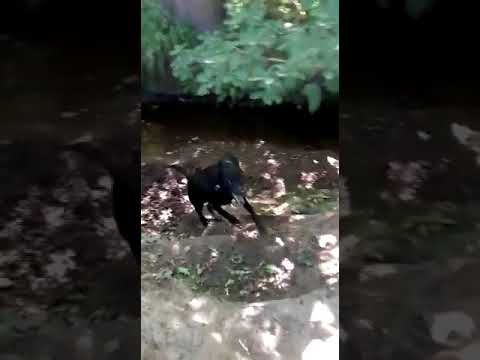 Batson's Happy Dogs video.