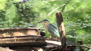 preview picture of video 'Bird behavior - Use of tools by the Striated heron'
