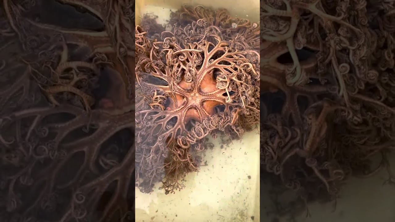 テヅルモヅル捕まえました！！