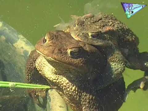 La reproduction des Crapauds